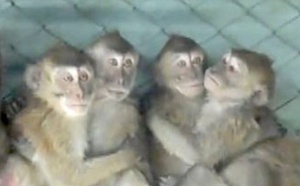 Maltraitance des singes : Maurice dans le collimateur des associations de défense des animaux