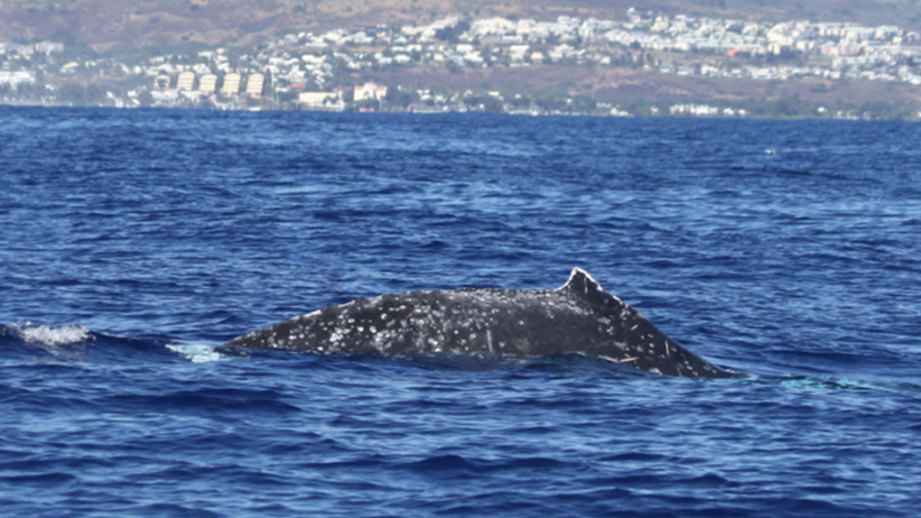 ▶️ Quand la présence de nageurs agace les baleines
