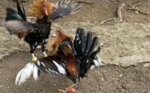 Combat de coqs : Un homme saigné à mort par l'animal