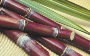 Huit gardes à vue dans l'enquête qui bouleverse le monde de la canne à sucre