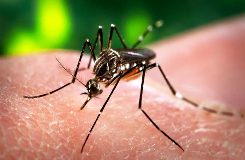 6 739 cas de dengue confirmés depuis le 1er janvier 2018