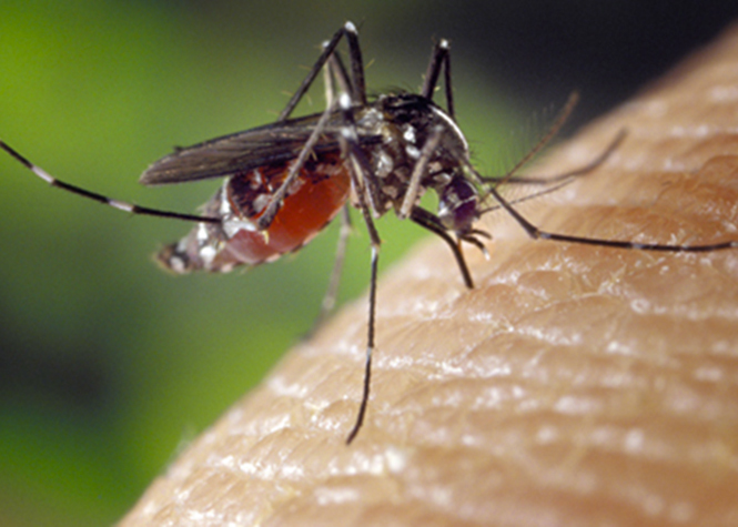 Chikungunya : Un vaccin bientôt sur le marché ?