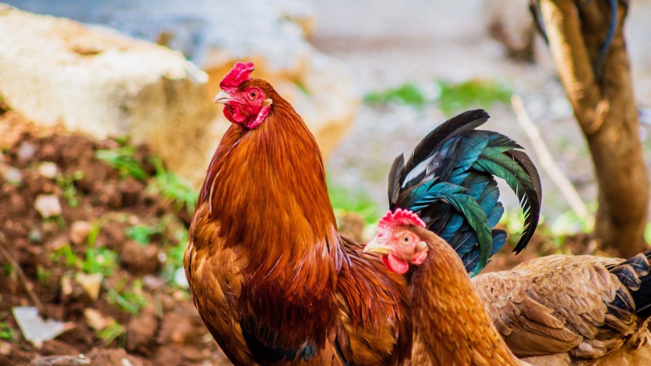 Suspicion de peste aviaire : Un élevage avicole privé sous surveillance