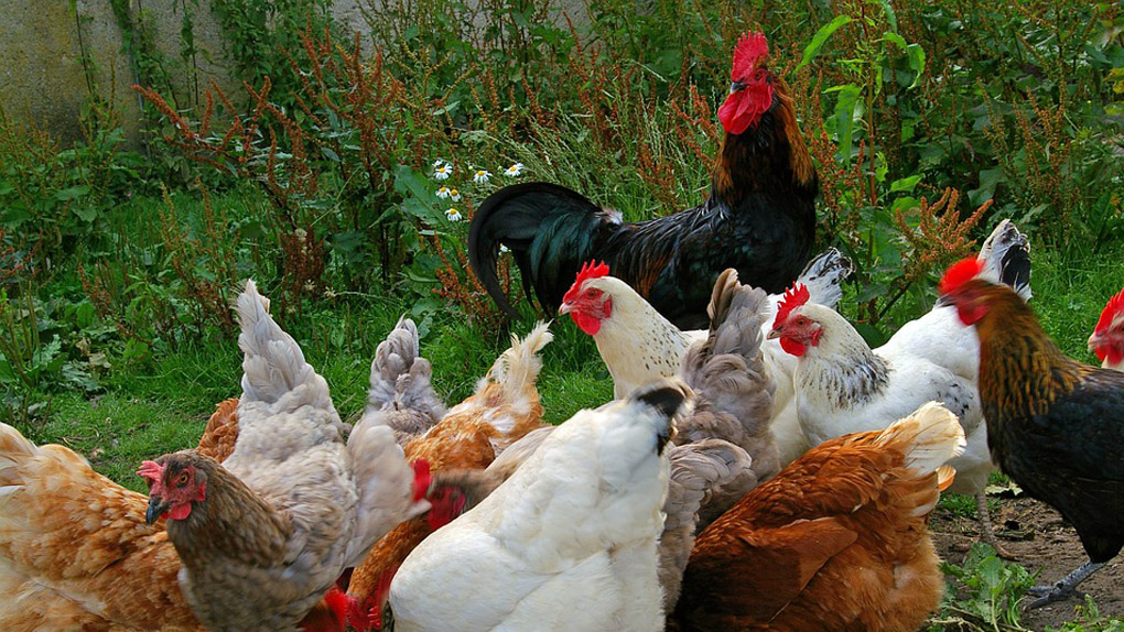 Pas de peste aviaire dans l'élevage privé de La Possession