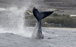 Les baleines pointent leur caudale