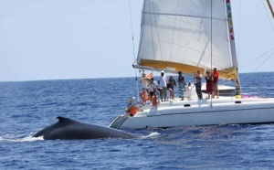 Ne vous approchez pas des baleines, sinon les sanctions vont tomber