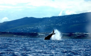 Une étude sur les baleines à bosse de l'océan Indien présentée à la Commission Baleinière Internationale