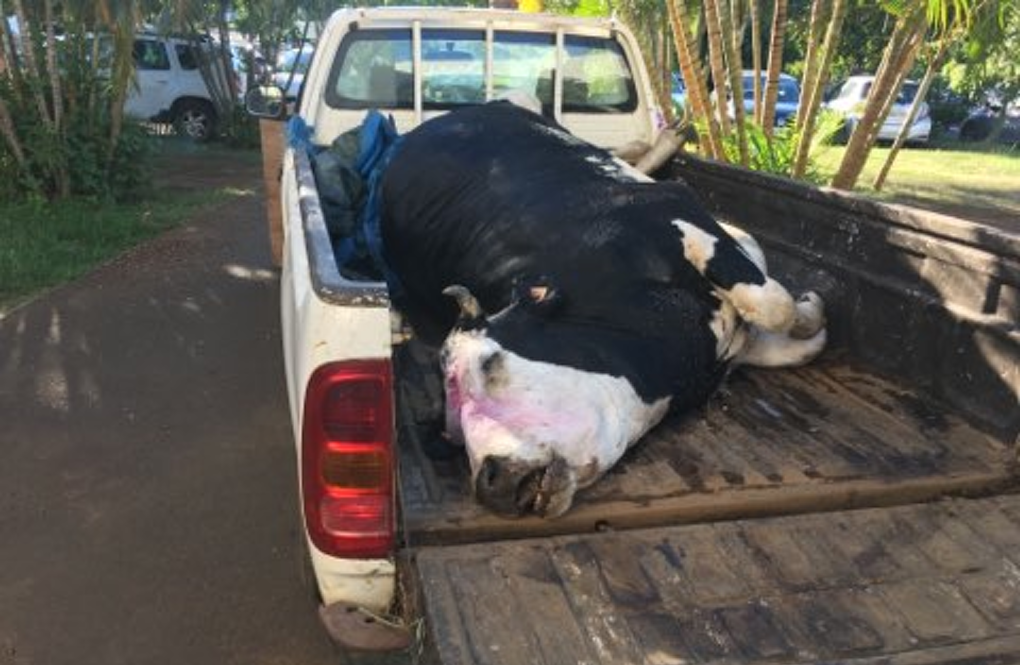 Mortalité des vaches laitières en hausse : Des éleveurs en colère devant la DAAf de St-Pierre