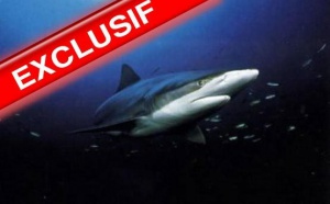Un Français tué par un requin aux Seychelles : Présent sur la plage, un Réunionnais témoigne