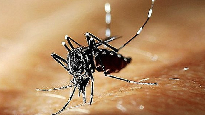 682 nouveaux cas de dengue confirmés
