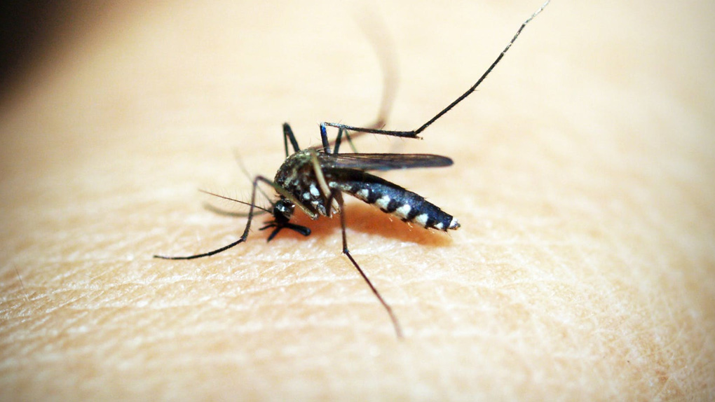 De nouvelles villes concernées par la dengue
