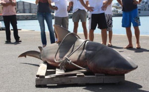 Le requin "prélevé" à Boucan avait-il mangé un chien appât ?