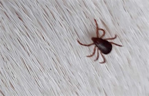 Maladies transmises par les tiques: Lyme Réunion veut mettre fin à l'errance médicale