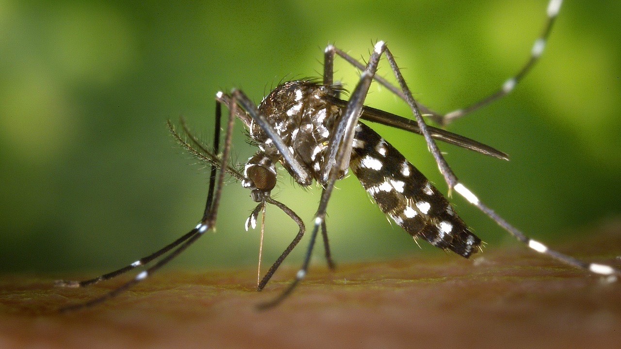 Dengue : Premier lâcher de moustiques stériles à Sainte-Marie