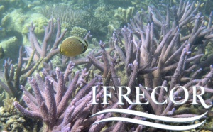 Protection des récifs coralliens : Saint-Martin et la Polynésie française reçoivent une palme