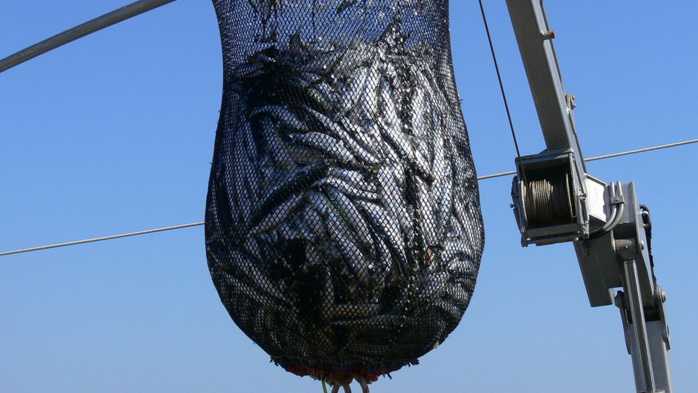 Pêche à la légine : Les petits pêcheurs de la SAPPMA en colère contre l’Etat