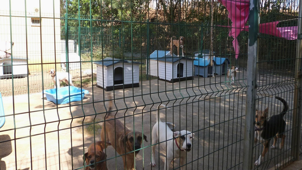 Des niches pour les chiens des refuges : La SPA remercie les généreux donateurs !