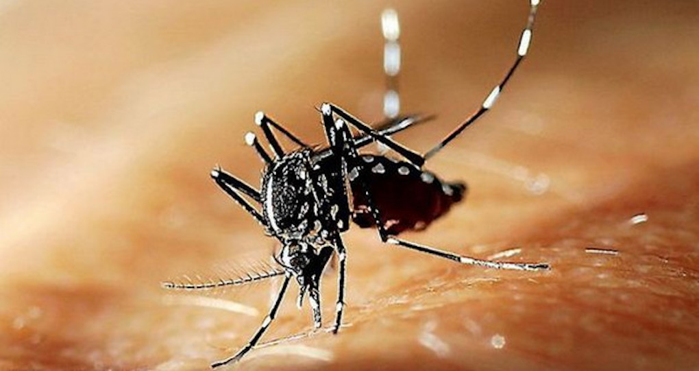 Chikungunya: Une protéine essentielle à la réplication du virus identifiée
