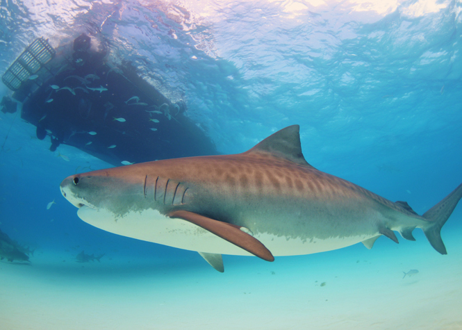 Australie: Un requin attaque deux touristes près de grande barrière de corail