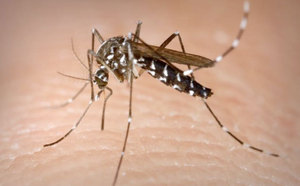 Plusieurs cas de dengue signalés dans l’Ouest