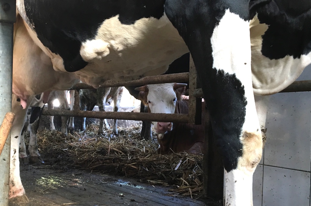 Deux tiers des exploitations de vaches laitières de l'île ont mis la clé sous la porte ces cinq dernières années