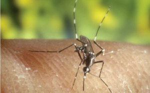 Un nouveau cas probable de dengue dans l'Ouest