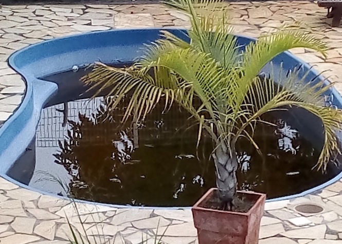 Dengue: Une piscine désaffectée, emplie de larves de moustiques, inquiète le voisinage