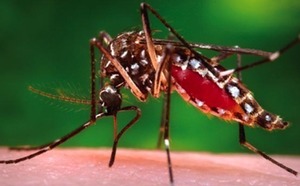 Dengue : Aucun nouveau cas à la Réunion