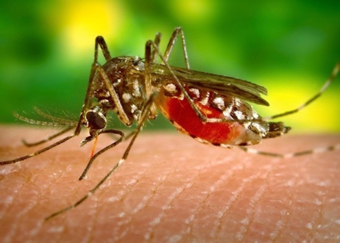 Bientôt une crème pour éviter les maladies transmises par les moustiques?