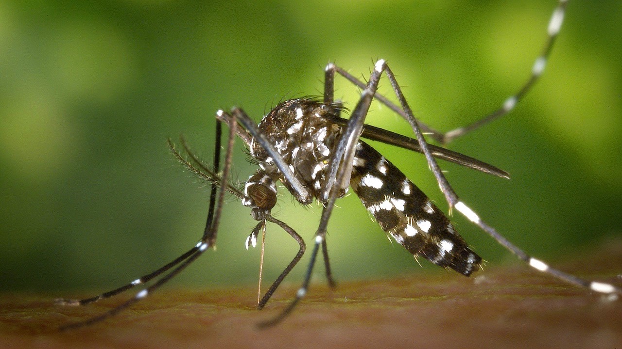 Dengue à La Réunion : 88 cas autochtones confirmés dans 20 communes