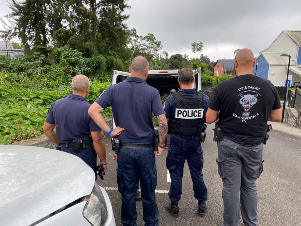 La police saisit des pieds de zamal chez un particulier au Brûlé à St-Denis