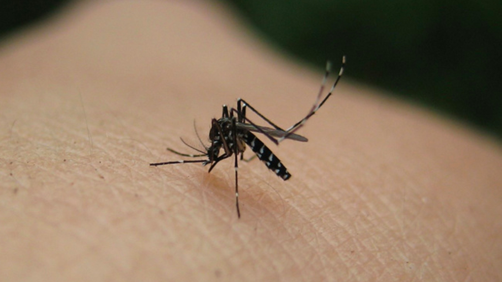 Dengue : 253 nouveaux cas