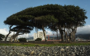 Le CAUE crée une expo pour redorer la place et l'image de l'arbre dans la ville