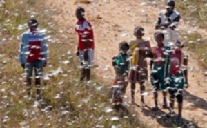 Madagascar face à l'invasion de criquets