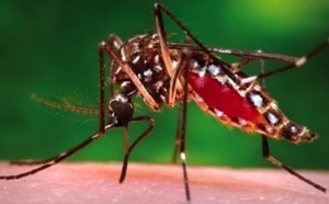 Le niveau du dispositif de lutte contre la dengue abaissé