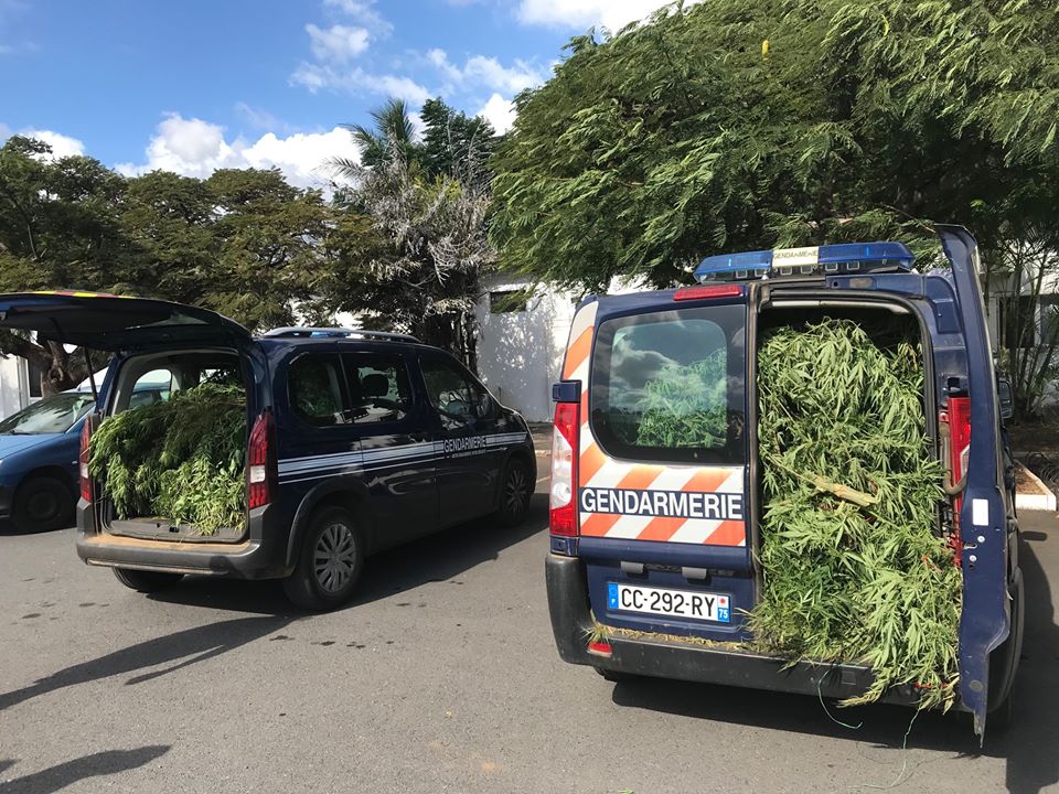 262 pieds de cannabis saisis par la gendarmerie à Bois-de-Nèfles St-Paul