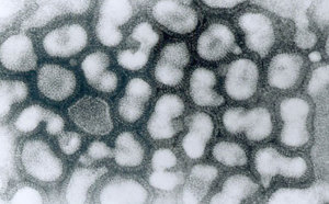 Nouvelles inquiétudes sur un virus de la grippe