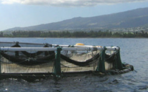 Les cages d'élevage des poissons en baie de Saint-Paul (Photo : aquamarine de Bourbon)