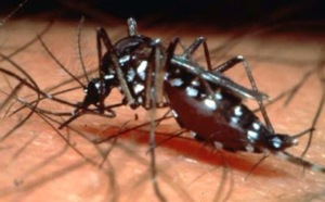 Résultats probants pour un vaccin contre la dengue