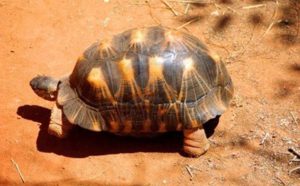 Madagascar : Mobilisation pour sauver cinq espèces de tortues en danger