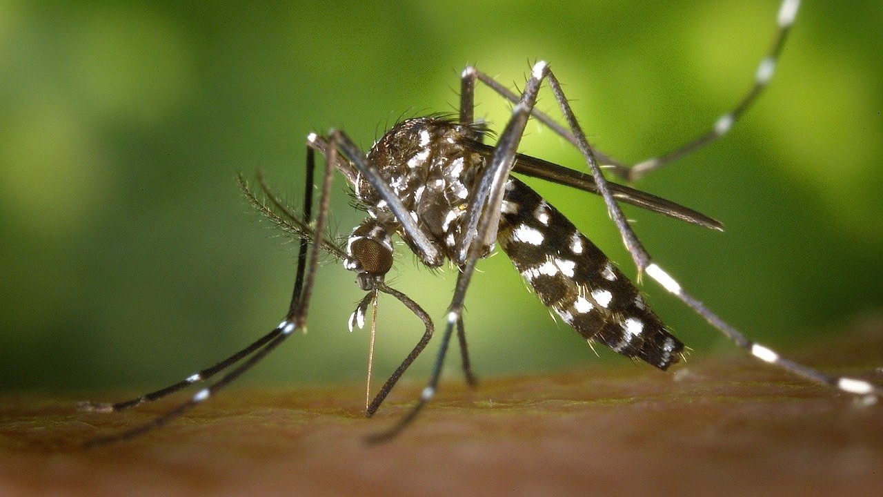 Dengue: De rares complications ophtalmologiques observées à La Réunion