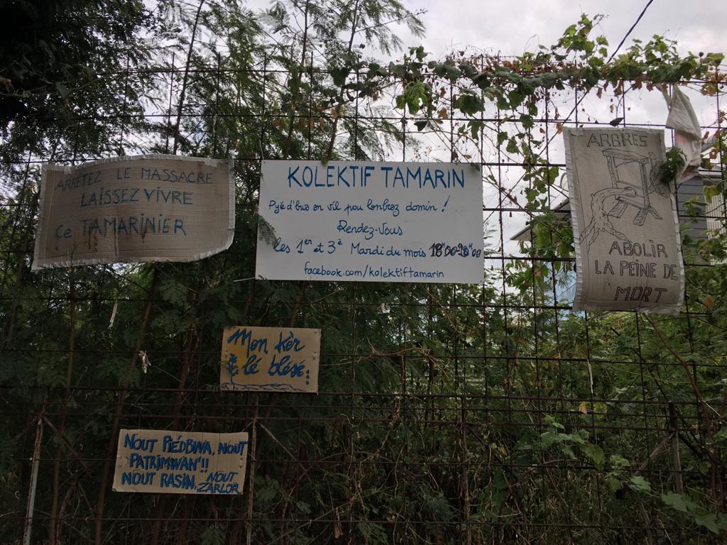 St-Denis: Pas d'abattage prévu pour le tamarin bicentenaire de la rue de Montreuil 