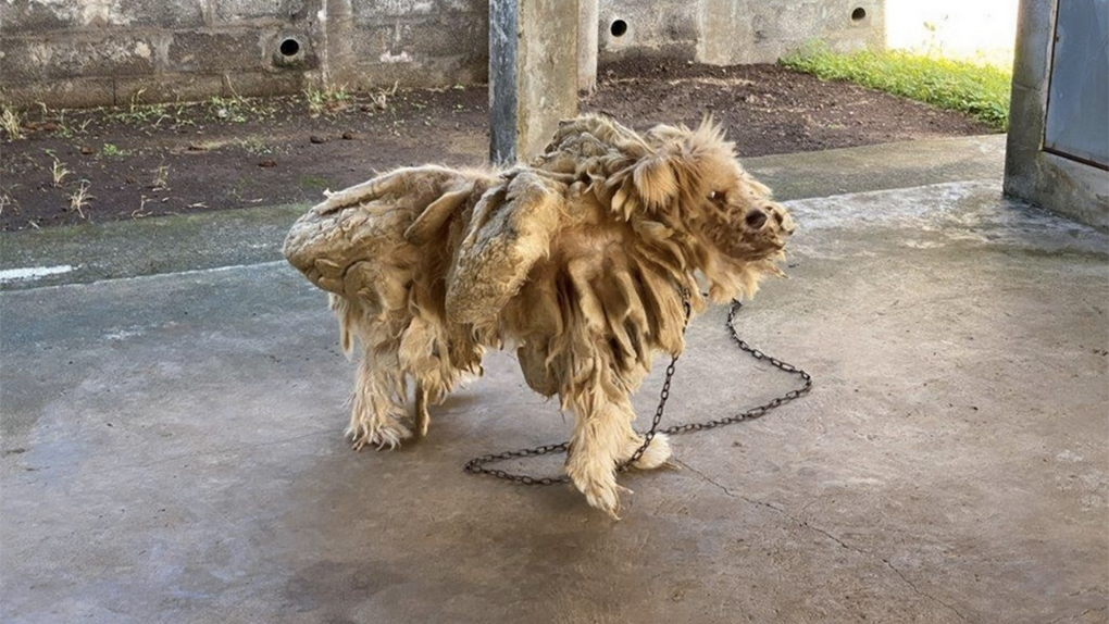 Négligence envers un animal: Des kilos de dreadlocks rendent ce chien méconnaissable