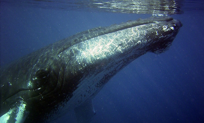 Changement climatique : La répartition des baleines à Fanon modifiée