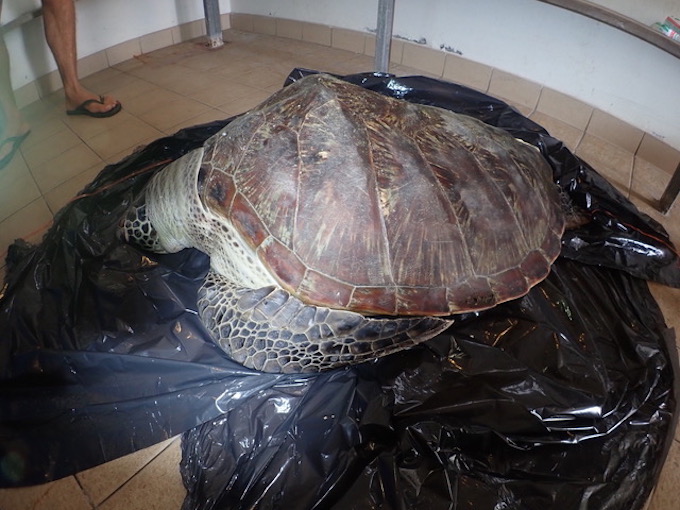 Une jeune tortue verte retrouvée morte après avoir ingéré du plastique