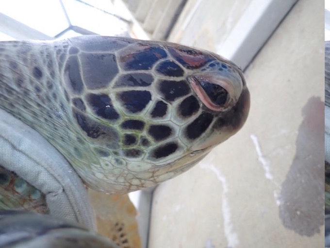 Une jeune tortue verte retrouvée morte après avoir ingéré du plastique