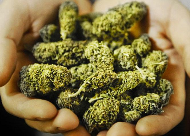 Bas-de-La Rivière : Un producteur de cannabis indoor interpellé