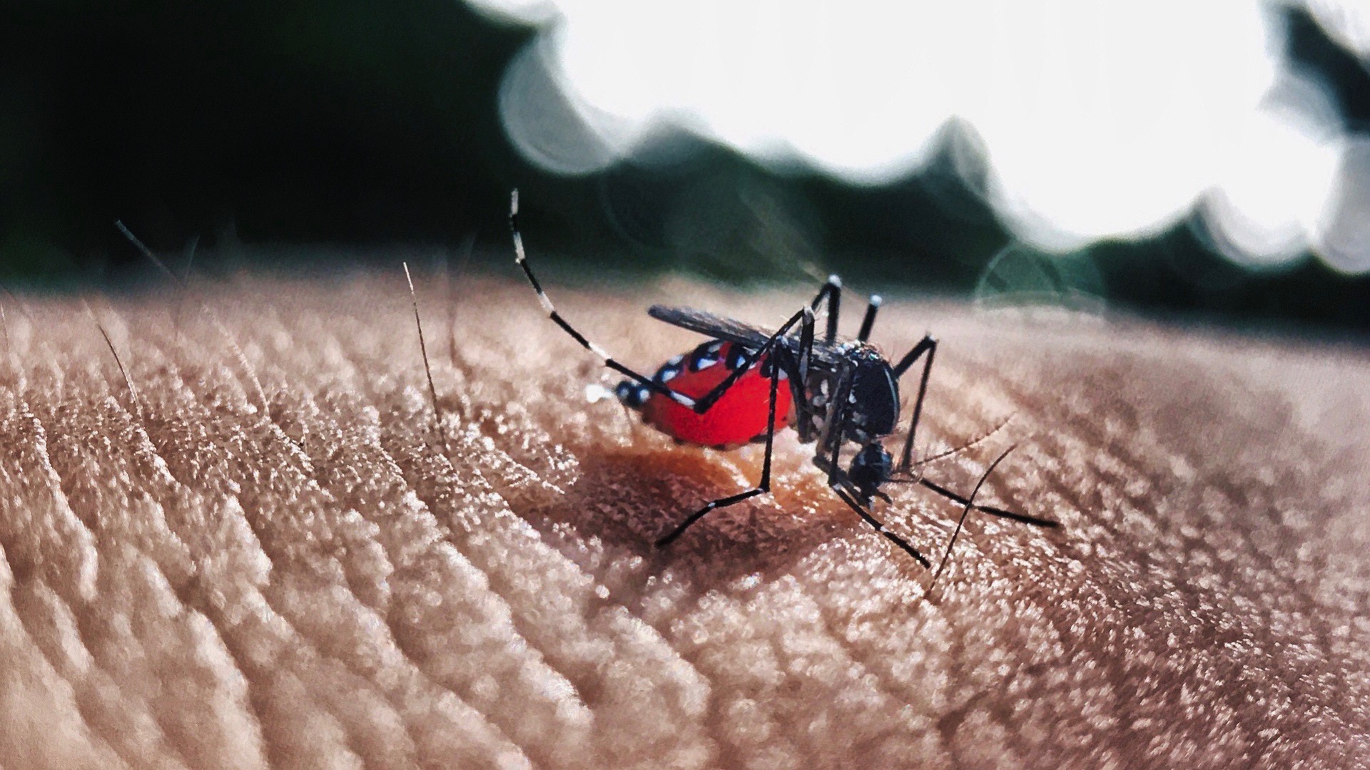 Dengue: 13 nouveaux cas signalés, 12 communes toujours concernées