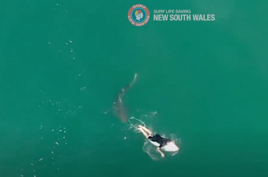 Capture d'écran Surf Life Saving NSW