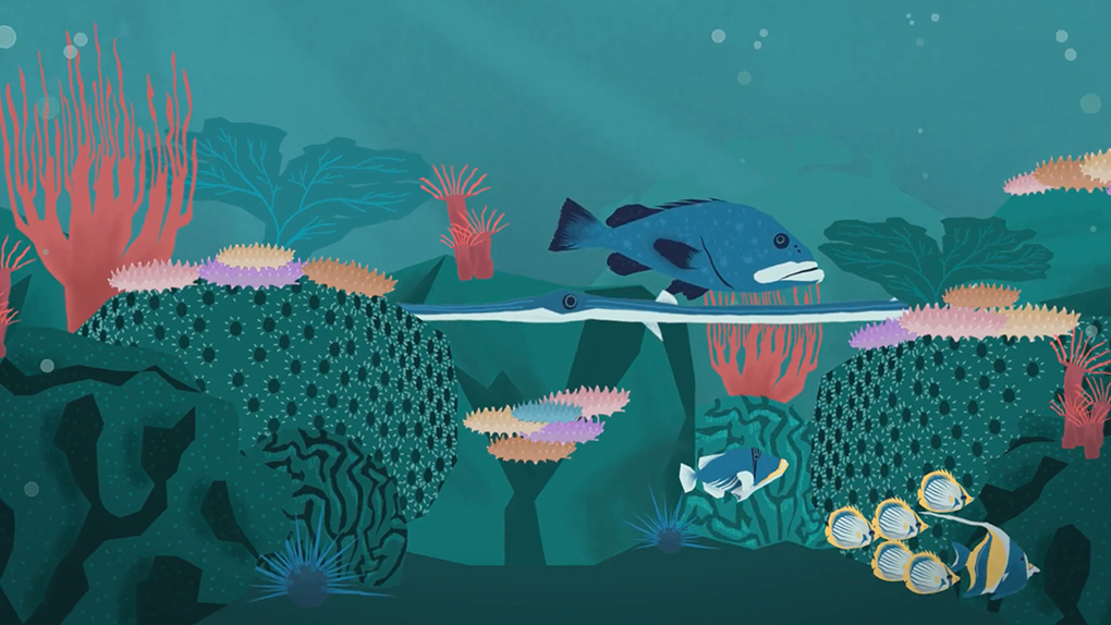 La Réserve naturelle réalise un film d’animation pour la préservation du récif